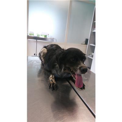 COMUNE DI CROTONE - Cane - Microchip 380260101651756