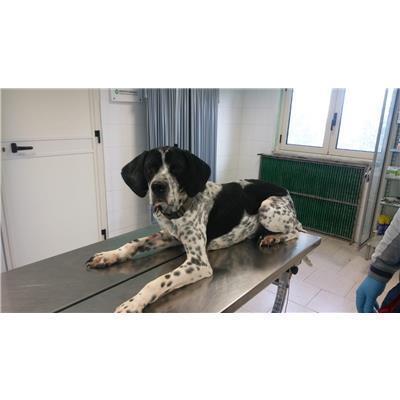 COMUNE DI CROTONE - Cane - Microchip 380260101651124