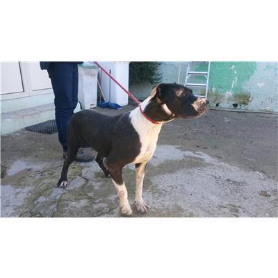 COMUNE DI CROTONE - Cane - Microchip 380260101651574