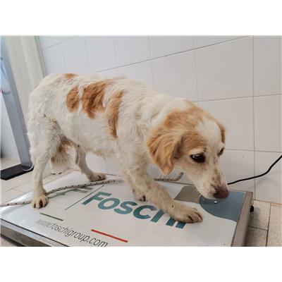COMUNE DI STRONGOLI - Cane - Microchip 380260101921112