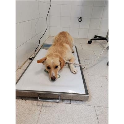 COMUNE DI STRONGOLI - Cane - Microchip 380260101921152