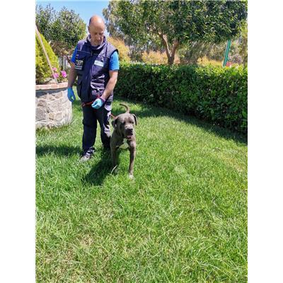 COMUNE DI CROTONE - Cane - Microchip 380260101920876