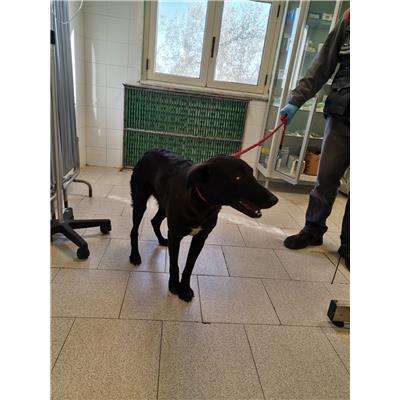 COMUNE DI COTRONEI - 380260101920835