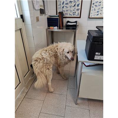 COMUNE DI CROTONE - 380260101920453
