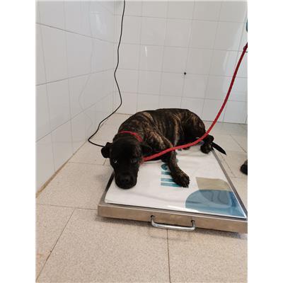 COMUNE DI MARCELLINARA - 380260044090885