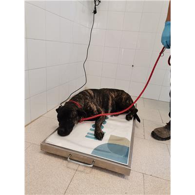 COMUNE DI MARCELLINARA - 380260044090885