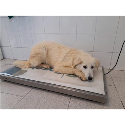COMUNE DI COTRONEI - Cane - Microchip 380260101920665