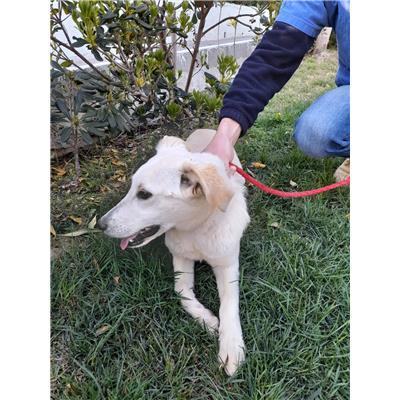 COMUNE DI COTRONEI - Cane - Microchip 380260101920439