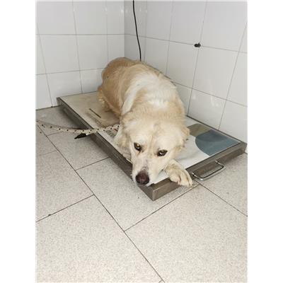 COMUNE DI COTRONEI - Cane - Microchip 380260101920815