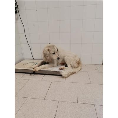COMUNE DI COTRONEI - 380260101920234