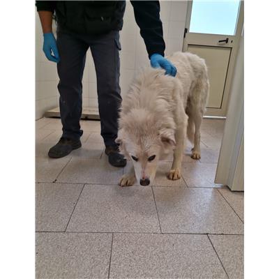 COMUNE DI COTRONEI - 380260101920234