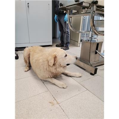 COMUNE DI COTRONEI - Cane - Microchip 380260101920161