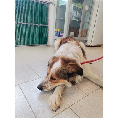 COMUNE DI COTRONEI - Cane - Microchip 380260101806017