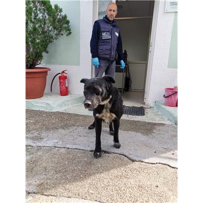 COMUNE DI COTRONEI - Cane - Microchip 380260101920274