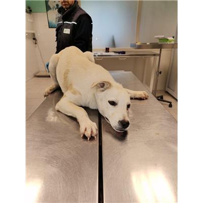 COMUNE DI CROTONE - Cane - Microchip 380260101920263