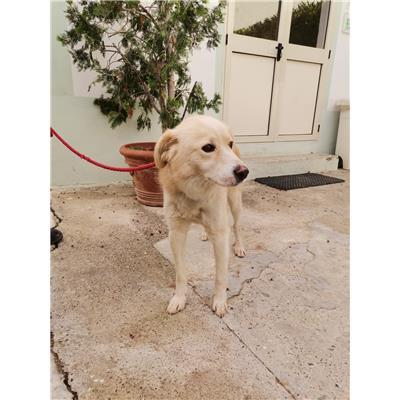 COMUNE DI CROTONE - Cane - Microchip 380260101805410
