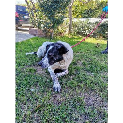 COMUNE DI CROTONE - Cane - Microchip 380260101805915