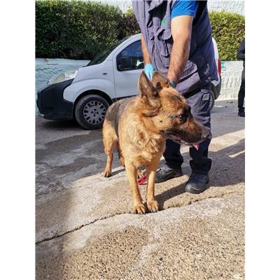 COMUNE DI CROTONE - Cane - Microchip 380260101920182