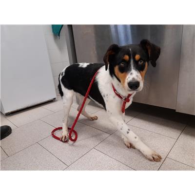 COMUNE DI CROTONE - Cane - Microchip 380260101920696