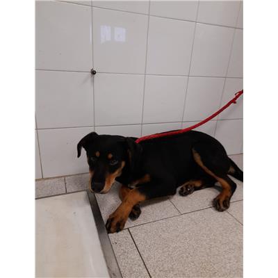 COMUNE DI CROTONE - Cane - Microchip 380260101923912