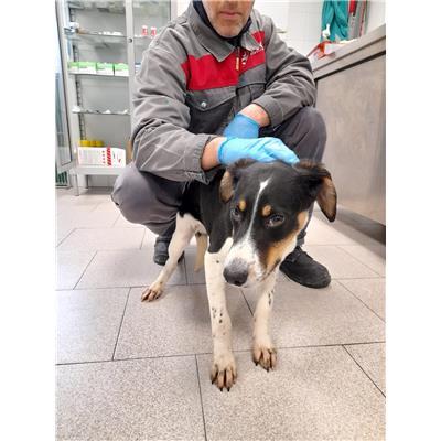 COMUNE DI CROTONE - Cane - Microchip 380260101923523