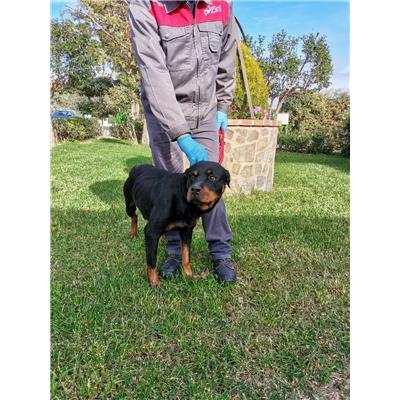 COMUNE DI CROTONE - Cane - Microchip 380260101924069