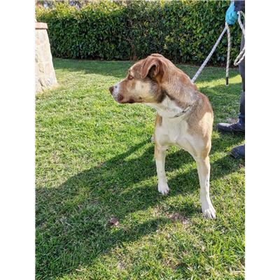 COMUNE DI CROTONE - Cane - Microchip 380260101923133