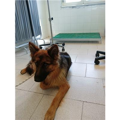 COMUNE DI CROTONE - Cane - Microchip 380260101923726