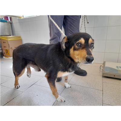 COMUNE DI ROCCABERNARDA - Cane - Microchip 380260101923919