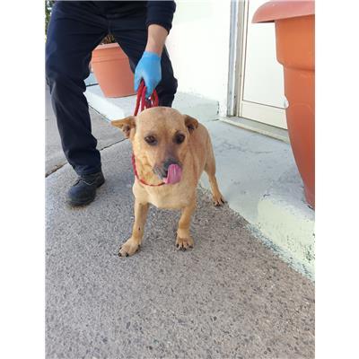 COMUNE DI CROTONE - Cane - Microchip 380260101923359