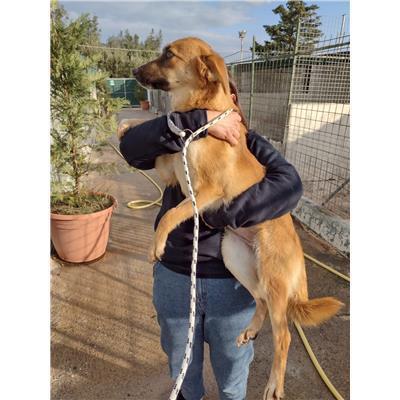 COMUNE DI ROCCABERNARDA - Cane - Microchip 380260101923865