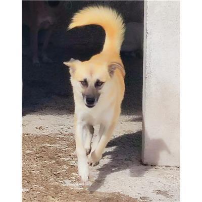 COMUNE DI ROCCABERNARDA - Cane - Microchip 380260101923618
