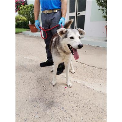 COMUNE DI CROTONE - Cane - Microchip 380260101924008
