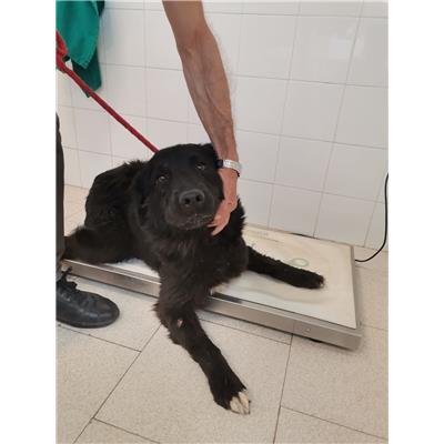 COMUNE DI CROTONE - Cane - Microchip 380260101923544