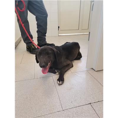COMUNE DI CROTONE - Cane - Microchip 380260101923655