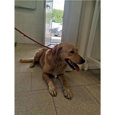 COMUNE DI CROTONE - Cane - Microchip 380260101923596