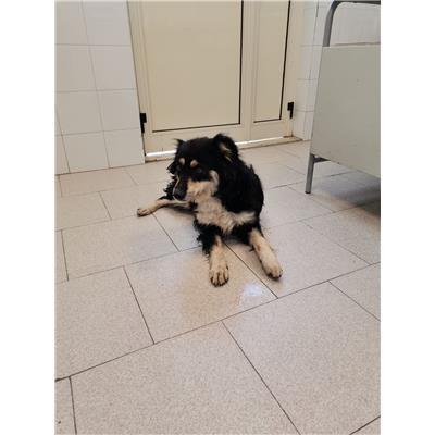COMUNE DI ISOLA DI CAPO RIZZUTO - Cane - Microchip 380260101922001