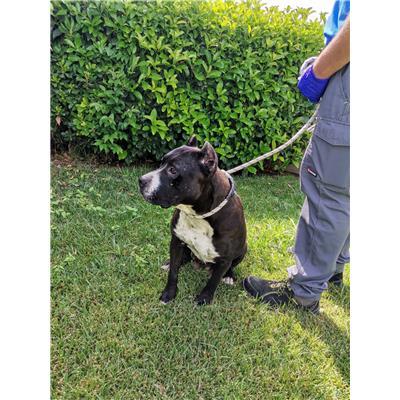 COMUNE DI CROTONE - Cane - Microchip 380260101923335