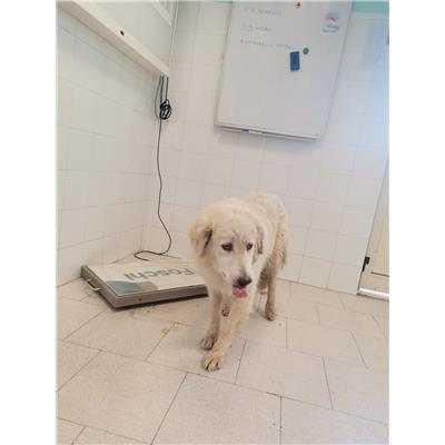 COMUNE DI ISOLA DI CAPO RIZZUTO - Cane - Microchip 380260101923784