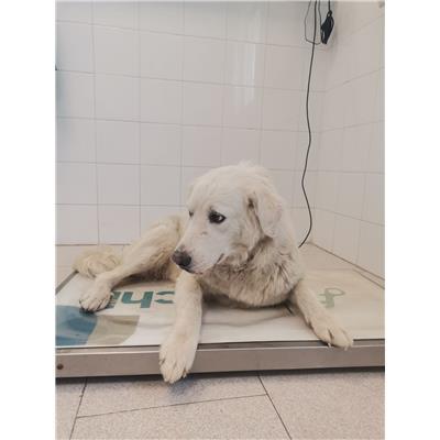 COMUNE DI ISOLA DI CAPO RIZZUTO - Cane - Microchip 380260101923471