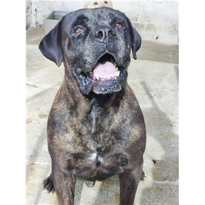 COMUNE DI CROTONE - Cane - Microchip 380260101923963