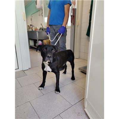 COMUNE DI ISOLA DI CAPO RIZZUTO - Cane - Microchip 380260101923979