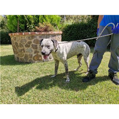 COMUNE DI CROTONE - Cane - Microchip 380260101923372