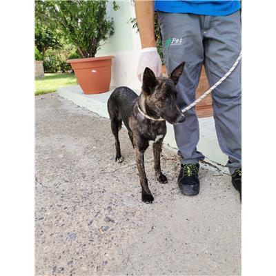 COMUNE DI CROTONE - Cane - Microchip 380260101923540