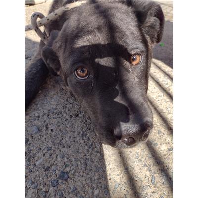 COMUNE DI ISOLA DI CAPO RIZZUTO - Cane - Microchip 380260101921452