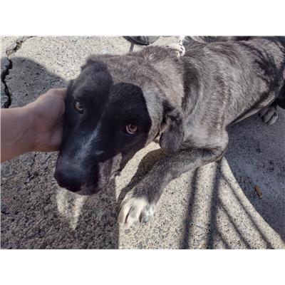 COMUNE DI ISOLA DI CAPO RIZZUTO - Cane - Microchip 380260101923398