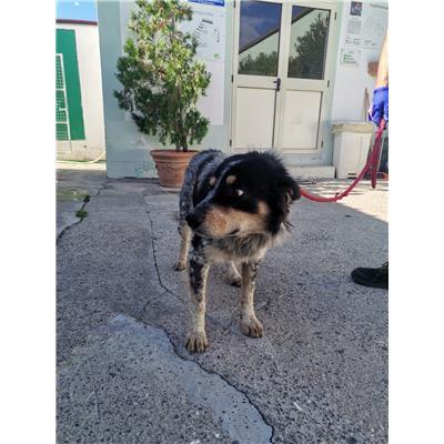 COMUNE DI ISOLA DI CAPO RIZZUTO - Cane - Microchip 380260101923562