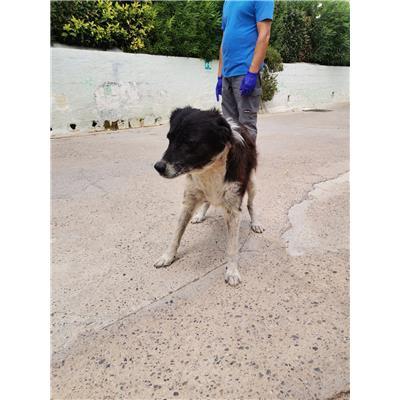 COMUNE DI ISOLA DI CAPO RIZZUTO - Cane - Microchip 380260101923143