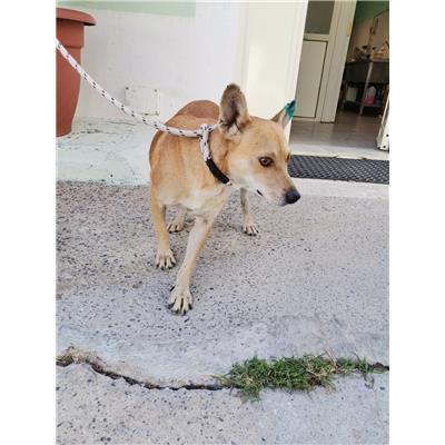 COMUNE DI ROCCABERNARDA - Cane - Microchip 380260101923336