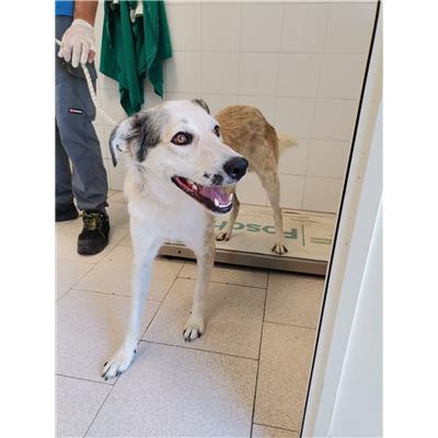 COMUNE DI ROCCABERNARDA - Cane - Microchip 380260102246643